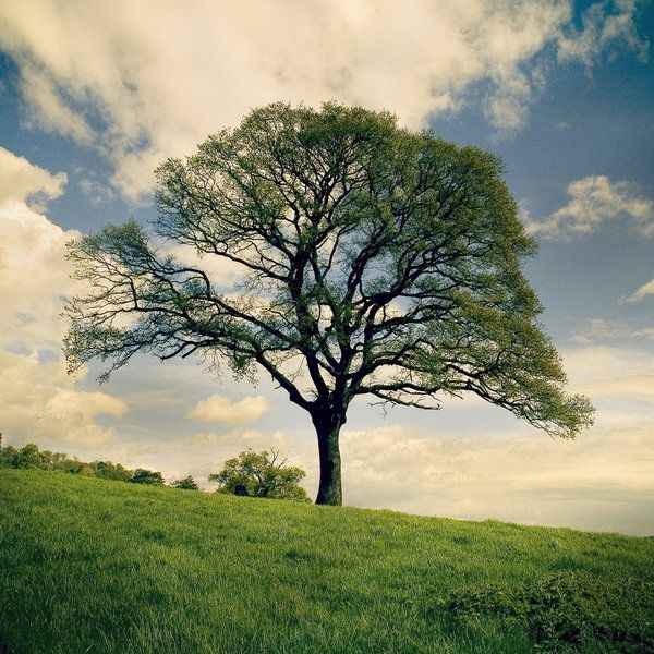 Image showing a large tree on a green meadow